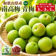 【予約】2027年5月より発送 南高梅 青梅 秀品 和歌山県産 3L 2L L M S 5kg 3kg 1kg 紀州有田 産地直送 梅…