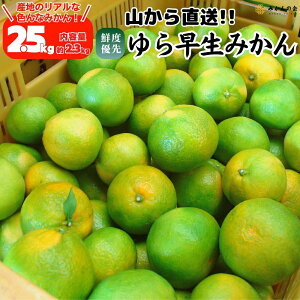 ゆら早生 みかん 山から直送 箱込 2.5kg (内容量2.3kg) 採れたてそのままごろごろ規格 有田みかん 和歌山県産 ミカン 蜜柑 mikan 甘い 緑のみかん オレンジ 【みかんの会】 10月下旬より出荷