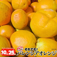 【残りわずか】 訳あり 国産 バレンシアオレンジ 箱込 10kg 7.5kg 5kg 2.5kg サイズミックス 和歌山県産 …