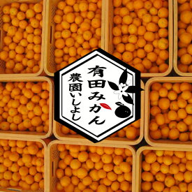 みかん 小玉 3kg 有田みかん ＼創業120年農家直送／ ちっちゃくて甘〜い！ 最高級プチみかん 有田みかん S SS 3s 小粒 和歌山県有田産 温州みかん 蜜柑 ランキング入賞 農家直送 ノーワックス 果物 フルーツ 【ギフト対応不可】