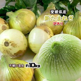 新たまねぎ 訳あり 野菜 箱買い たまねぎ タマネギ 玉ねぎ 玉葱 愛媛県産 10kg 送料無料