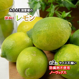 レモン 訳あり 愛媛県産 防腐剤不使用 ノーワックス 不揃い 約 2kg 新物 2025年 グリーンレモン