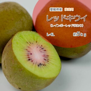 キウイ 国産 レッドキウイ 愛媛県産 家庭用 L-4L 紅妃 こうひ 送料無料 約5kg