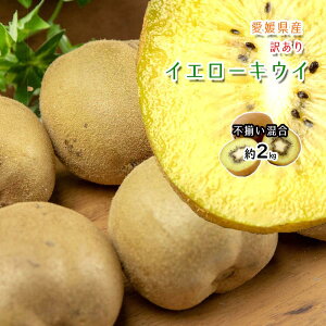 キウイ 国産 イエローキウイ 愛媛県産 家庭用 不揃い 送料無料 約 2kg