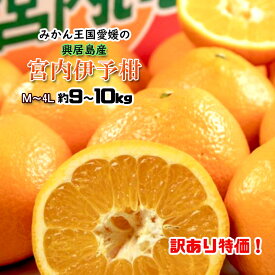 楽天市場 伊予柑の通販