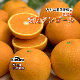 清見タンゴール 清見 清見オレンジ 清見みかん みかん 約2kg 家庭用 愛媛県産 送料無料