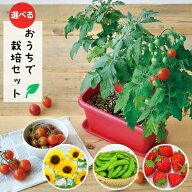 【ラッピング無料】 子どもと育てる 栽培セット いちご えだまめ ミニトマト ひまわり エンジョイプラン…
