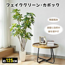 楽天市場】シェフレラ カポックの通販