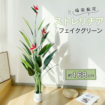 楽天市場】極楽鳥花の通販