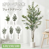 【マラソン！1000円OFF⇒4998】フェイクグリーン 大型 果実 鉢付き120/135/150/180cm オリーブの木 観葉…