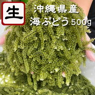 生海ぶどう500g　飲食店さんから人気の海ぶどう | お取り寄せ | グルメ | おつまみ | 沖縄 | お土産 | お…