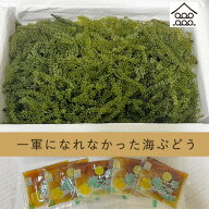 一軍になれなかった海ぶどう500g (専用タレ付き)　海ブドウ おつまみ 低カロリー　お取り寄せ グルメ ポ…