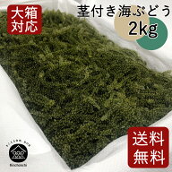 茎付き海ぶどう2kg（タレ無し）送料無料　業務用　飲食店等