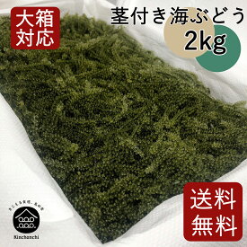 茎付き海ぶどう2kg（タレ無し）送料無料　業務用　飲食店等