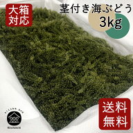 茎付き海ぶどう3kg（タレ無し）送料無料 | 業務用 | 飲食店 |
