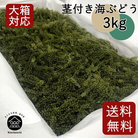 茎付き海ぶどう3kg（タレ無し）送料無料 | 業務用 | 飲食店 |