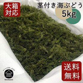 【飲食店等業務用】茎付き海ぶどう5kg（タレ無し）送料無料 飲食店用　業務用