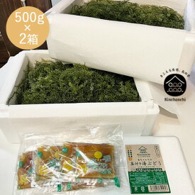 [セットがお得！]茎付き海ぶどう500g×2箱（専用小袋タレ付き) おみやげ お裾分け 手土産 お取り寄せ 沖縄 おつまみ 晩酌のお供 高品質 鮮度 プチプチ 海ぶどう 1kg 海ブドウ