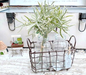 Alj[OXsbN OCO[ytFCNO[zyi` G CeA V  킢z