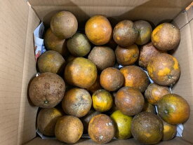 楽天市場 みかん 生産国日本 品種 みかん ポンカン フルーツ 果物 食品 の通販 楽天市場 みかん 生産国日本 品種 みかん ポンカン フルーツ 果物 食品 の通販
