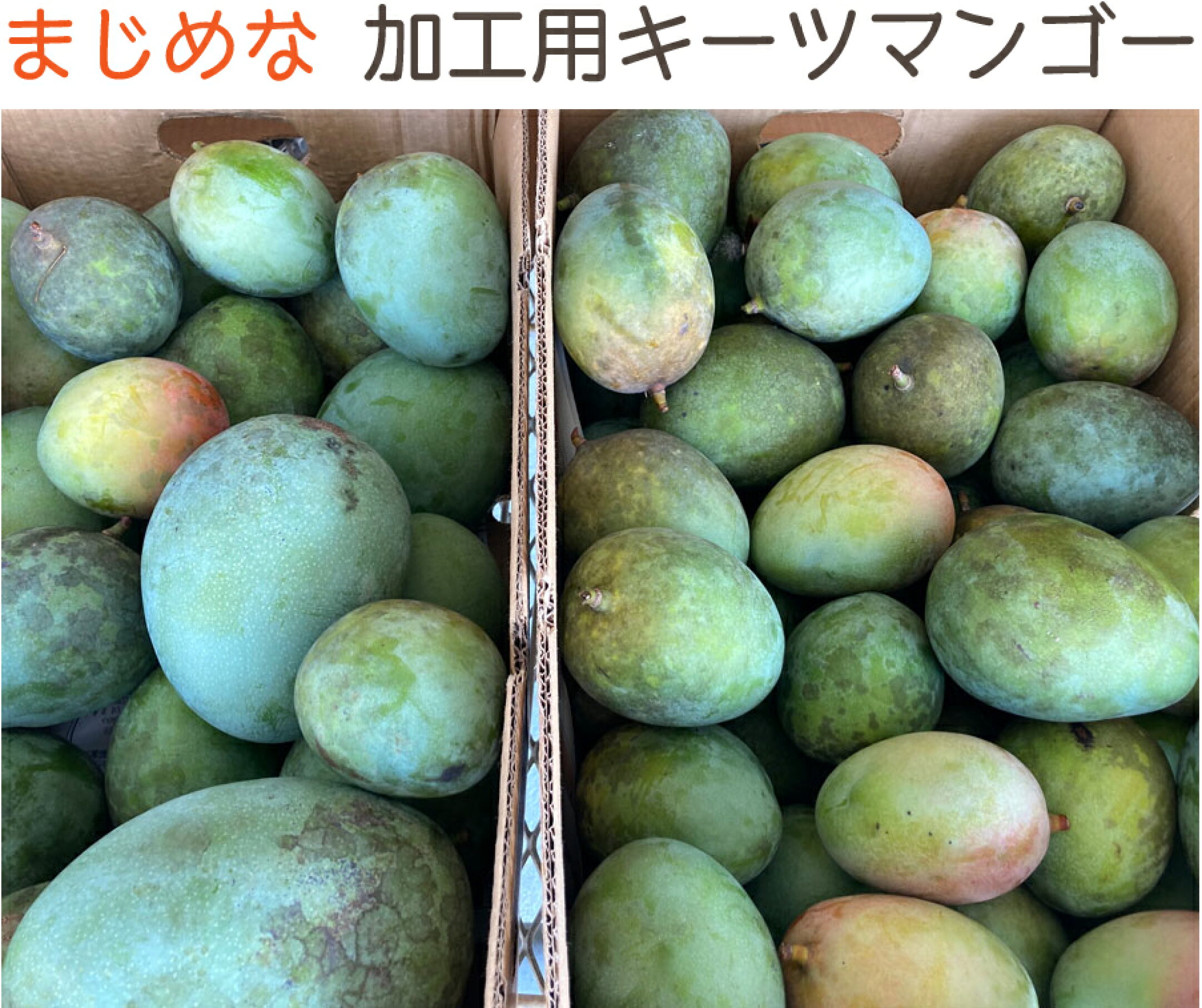 訳ありキーツマンゴー
