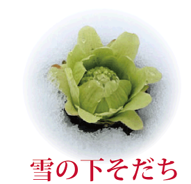 楽天市場 山菜 ふきのとうの通販