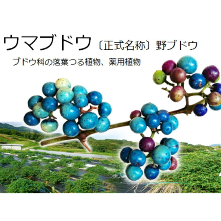 楽天市場】ウマブドウ冷凍果実250g（焼酎漬け約1L分）(葉っぱ舎)【うま 