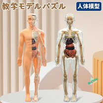 楽天市場】ミニ 人体 模型の通販