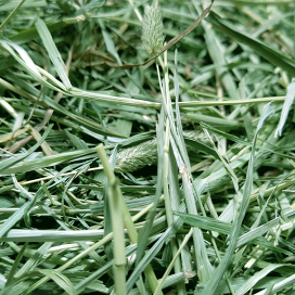楽天市場】【国産】【農薬不使用】【牧草】農家の牧草