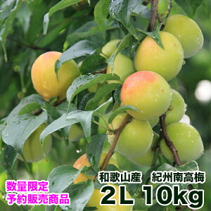 【送料無料】紀州みなべの南高梅 2L 10kg青梅・梅干し用・梅酒用梅シロップ・梅ジュース紀州南高梅・青うめ・生梅JA紀州