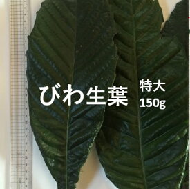 【国産・無農薬】生葉（びわ）特大150g（13枚〜16枚,16.7円/g）25cm以上【産地から採れたて直送】 びわ 葉 びわの葉 枇杷の葉 ビワの葉 びわ葉 ビワ葉 枇杷葉 びわの葉エキス びわよう ビワヨウ 無農薬 健康 美容 肌 風呂 入浴剤 化粧水 ギフト みなみちたフルーツ