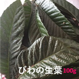 【国産・無農薬】生葉（びわ）通常サイズ100g（13枚〜16枚） 【産地から採れたて直送】びわ ビワ 枇杷 葉 びわの葉 枇杷の葉 ビワの葉 びわ葉 ビワ葉 びわの葉エキス 枇杷葉 無農薬 健康 美容 風呂 入浴剤 愛知県産 南知多 お取り寄せ みなみちたフルーツ ギフト