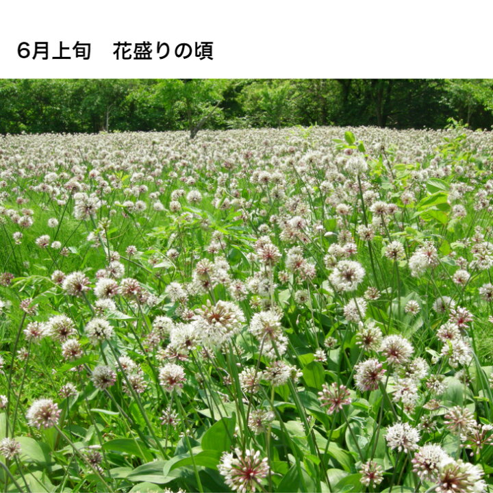 楽天市場 注意 10 11出荷 行者ニンニク 行者にんにく 苗根 8年物 100本 山菜 幻の山菜 苗 栽培 家庭菜園 アイヌネギ ギョウジャ ご飯のお供 栽培方法 販売 送料無料 送料込み ごはんのお供 ご飯のおとも ご飯がすすむ おうち時間 体力 スタミナ 免疫 南蔵王