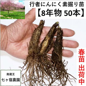 ！出荷中！【8年物秋苗50本】行者ニンニク 行者にんにく [苗根 8年物 50本] 山菜 幻の山菜　苗 栽培　家庭菜園 アイヌネギ ギョウジャ ご飯のお供 栽培方法 販売 送料無料 送料込み ごはんのお供 ご飯のおとも ご飯がすすむ　おうち時間 体力 スタミナ 免疫