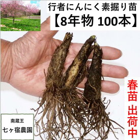 ！出荷中！【8年物秋苗100本】行者ニンニク 行者にんにく [苗根 8年物 100本] 山菜 幻の山菜　苗 栽培　家庭菜園 アイヌネギ　ギョウジャ ご飯のお供 栽培方法 販売 送料無料 送料込み ごはんのお供 ご飯のおとも ご飯がすすむ おうち時間 体力 スタミナ 免疫