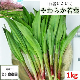 【！ただ今出荷中！】1kg【行者にんにく 産地直送】【行者ニンニク　1kg】【山菜】【生葉】　幻の山菜 ご飯のお供　1キログラム 1kg ギョウジャニンニク 栽培　方法　 お取り寄せ 春 体力 スタミナ　免疫 ごはんのお供 ご飯のおとも ご飯のお供 ご飯がすすむ