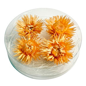 ハーバリウム 花材 デイジー ブリザーブドフラワー 中身が見えるクリアケースに入っています 横浜ハーバリウム弐番店