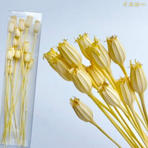 ハーバリウム 花材 フローレンティナ ブリザーブドフラワー 中身が見えるクリアケースに入っています 横浜ハーバリウム弐番店