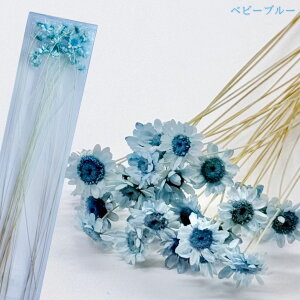 ハーバリウム 花材 スターフラワーブロッサム ブリザーブドフラワー 中身が見えるクリアケースに入っています 横浜ハーバリウム弐番店