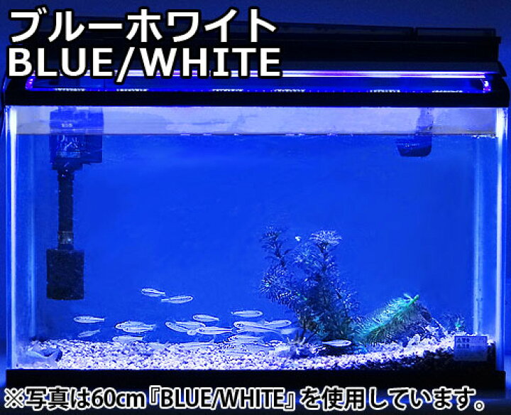 楽天市場 取扱終了 台数限定特価 ゼンスイ 水槽用 Ledランプ 60cm ホワイト ブルー ホワイト ブルー ピンク レッド ミナトワークス