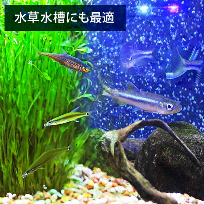 楽天市場 エーハイム エーハイムフィルター500 60hz 西日本用 45cm 75cm水槽用 Eheim Ef 500 外部フィルター ミナト電機工業