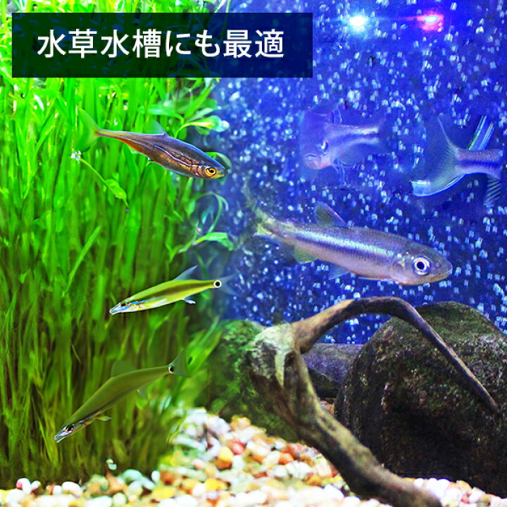 楽天市場 エーハイム クラシックフィルター 2213 ろ材付セット 45cm 75cm水槽用 Eheim 外部フィルター ミナトワークス