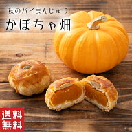 【送料無料】 かぼちゃ畑 カボチャ パイ まんじゅう 【お歳暮 御歳暮】秋菓子 和風 和洋折衷 秋 南瓜 饅…
