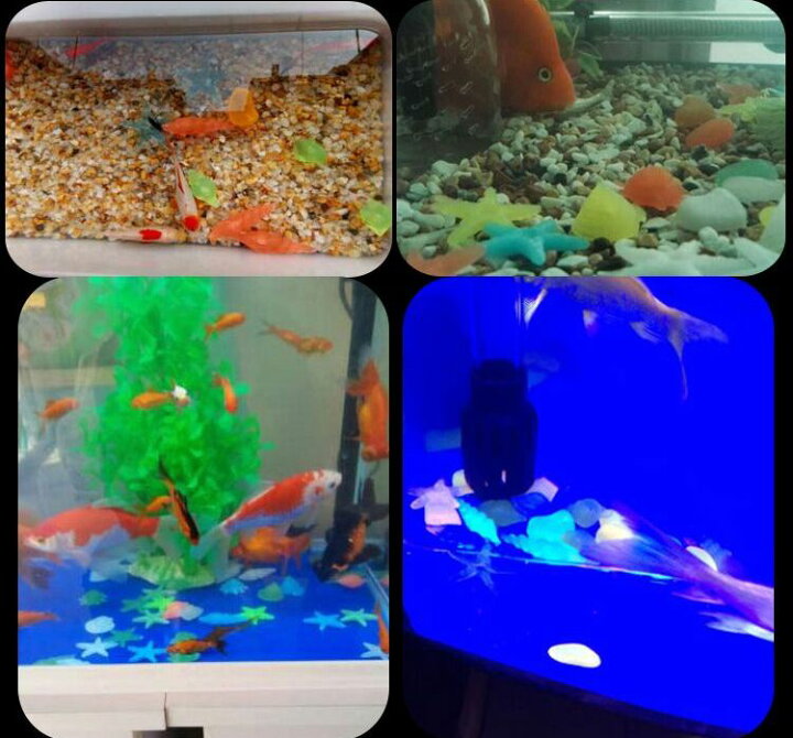 楽天市場 暗闇で 光る石 夜光石 カラフル ヒトデ 貝殻 巻貝 100個セット アクアリウム 水槽 インテリア 送料無料 Mmk K67 Mind1 マインド ワン