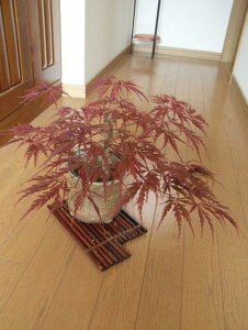 �������Ɂ@�y���������z�@�Ԃ�����g�t�@�y���݂��z �y�~�́z�y�g�t�z