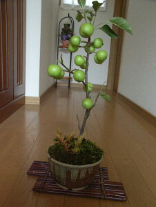 2025N@av[g񂲖~́Fy񂲁zy񂲂̖؁z911܂ł͎tł