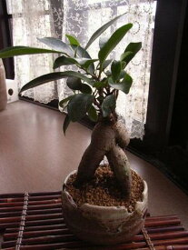 楽天市場 ガジュマル 盆栽の通販