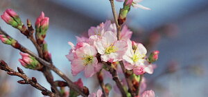 1222~ɍ炭2026NNn13̂j蕨ɂߓޗǋǧ[5{Zbg~ɍ炭@NNn̑蕨ɓޗǋgyzw[i