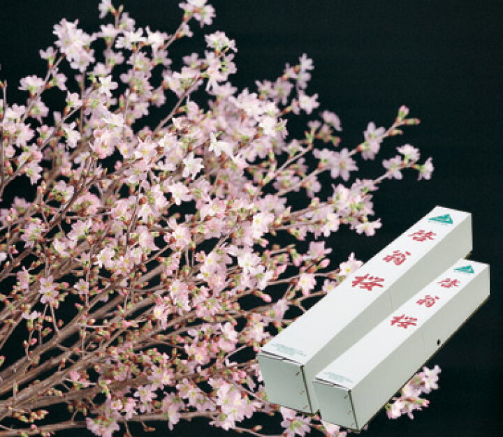 楽天市場 クリスマスプレゼント 啓翁桜切り花 けいおうさくら 桜 花束 21年の年始の贈り物に春を感じる冬に咲く桜のお花で元気にお祝い贈り物に22年1月桜でお花見気分が楽しめます奈良県吉野の啓翁桜誕生日プレゼントに桜の花束 園芸百貨店何でも揃うこぼんさい