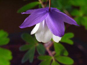 �����܂��y2024�N4���J�Ԍ����݁z��F�炫����I�_�}�L�@�y�R�쑐�z